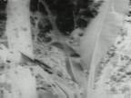 A : 