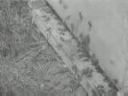 Previous 