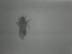 Bees : Single Bees